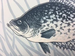 Black Crappie (Pomoxis Nigromaculatus) - 2015 Justin Santora Poster Art Print