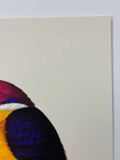 Fat Bird - 2020 Mike Mitchell Poster Rufous-Backed Dwarf Kingfisher 1st Art Prints 11 Fat Bird - 2020 Mike Mitchell Poster Rufous-Backed Dwarf Kingfisher 1st Art Prints