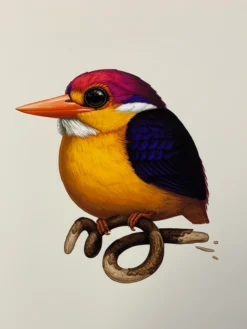 Fat Bird - 2020 Mike Mitchell Poster Rufous-Backed Dwarf Kingfisher 1st Art Prints