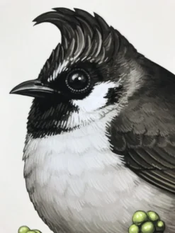 Fat Bird - 2017 Mike Mitchell Poster Himalayan Bulbul Art Prints