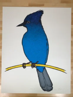 Steller's Jay - 2010 Jay Ryan Art Print Art Prints