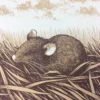Brown Rat (Rattus Norvegicus) - 2015 Justin Santora Poster Art Print