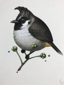 Fat Bird - 2017 Mike Mitchell Poster Himalayan Bulbul Art Prints