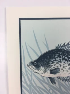 Black Crappie (Pomoxis Nigromaculatus) - 2015 Justin Santora Poster Art Print